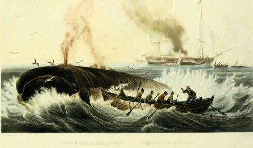 De metafysica van Moby-Dick