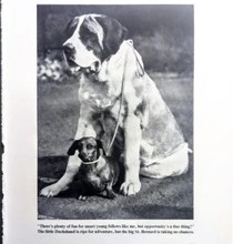 Een avontuurlijke teckel en een behoedzame sint-bernard. Bekend geworden als ‘De kleine dashond en de grote sint-Bernard’, uit Animal Kingdom (1955). De foto werd zo goed als zeker gemaakt tijdens een hondenwedstrijd in Londen, 27.9.1947 (zie daarvoor deze link).